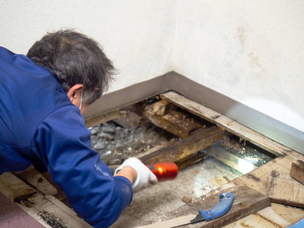 Crawl Space Mold Removal in Marbleton, WY