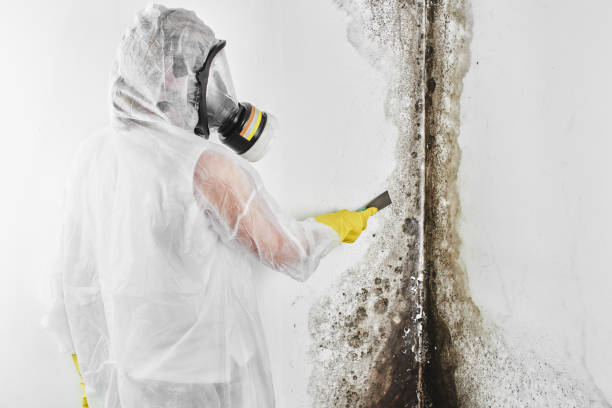 Best Toxic Mold Removal  in Marbleton, WY
