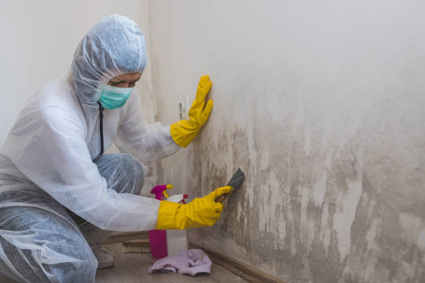 Best Mold Cleaning Services  in Marbleton, WY