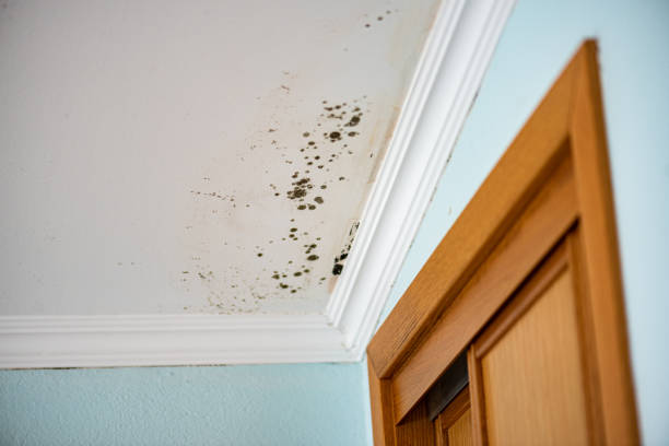 Best Attic Mold Removal  in Marbleton, WY