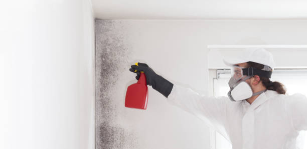 Best Mold Remediation  in Marbleton, WY