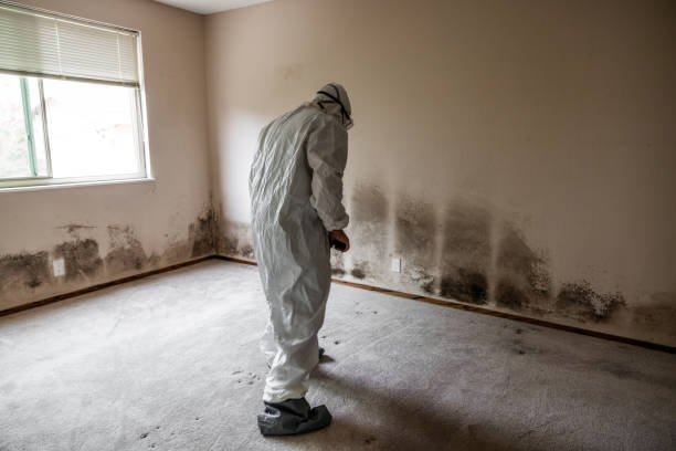 Best Mold Inspection  in Marbleton, WY
