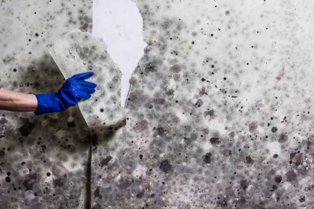 Attic Mold Removal in Marbleton, WY