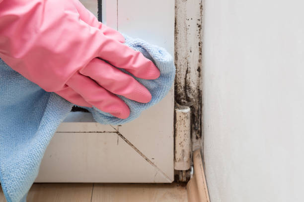 Best Home Mold Removal  in Marbleton, WY