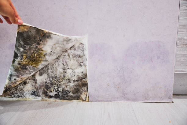 Best Mold Testing and Removal  in Marbleton, WY